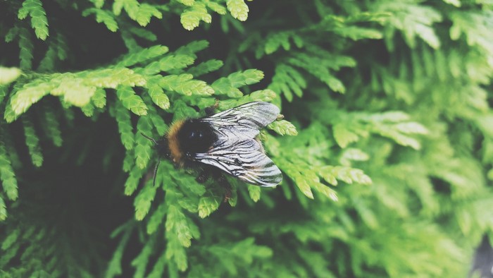 Bumblebee resting on green cedar branches