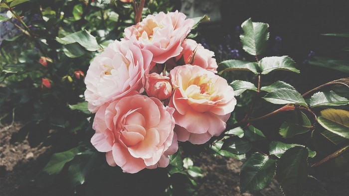 Cluster of pink and yellow roses with green leaves