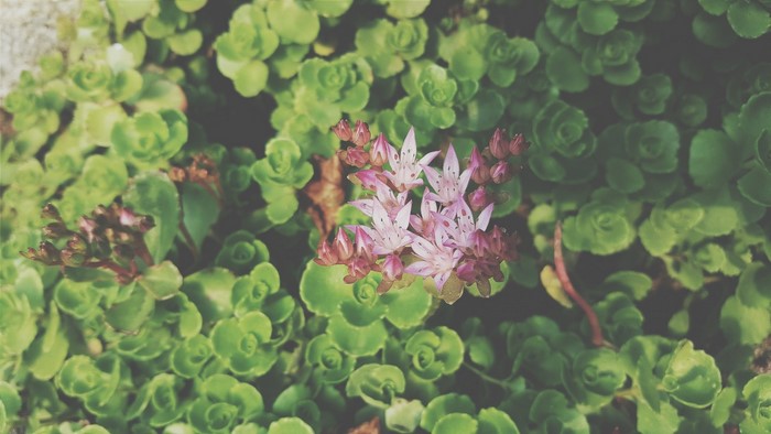 Pink and white sedum flowers with green leaves