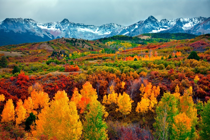 Autumn forest with snow-capped mountains