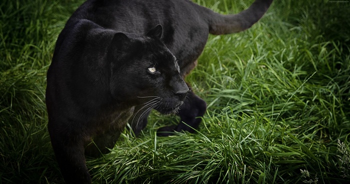 Black panther in green grass