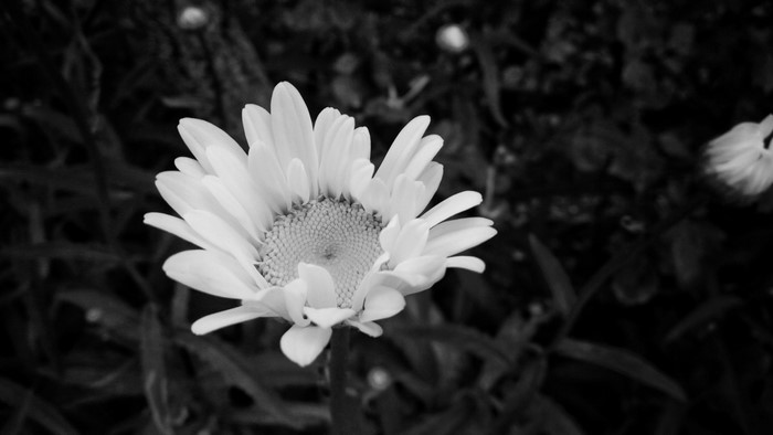 Monochrome close-up of a white daisy flower