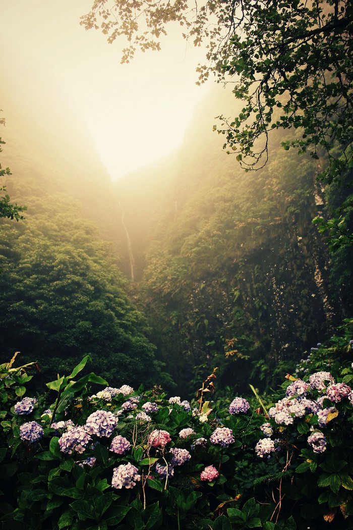 Misty forest with waterfall and hydrangeas