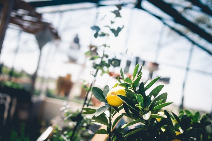 Lemon on a branch in a greenhouse
