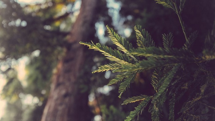 Close-up of pine tree branch with sunlight filtering through