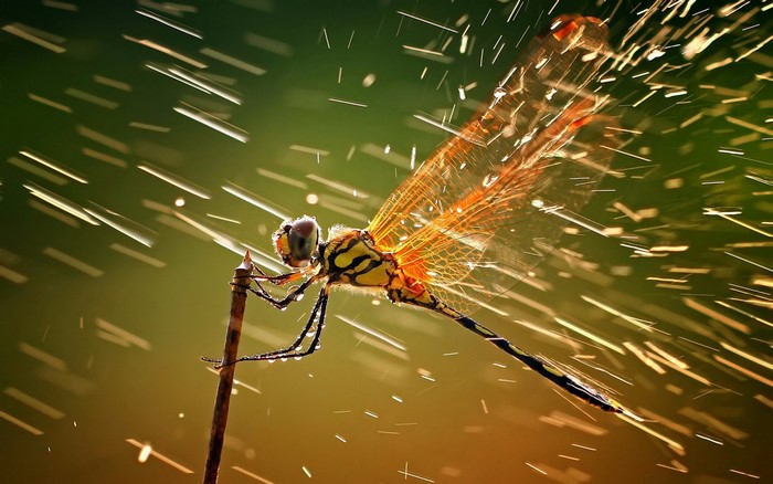 Dragonfly perched on a branch in the rain