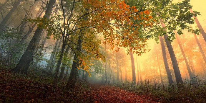 Misty autumn forest path with sunlight filtering through trees