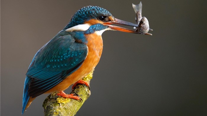 Kingfisher bird holding two fish in its beak
