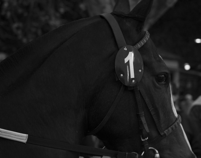 Close-up of a racehorse with number 1