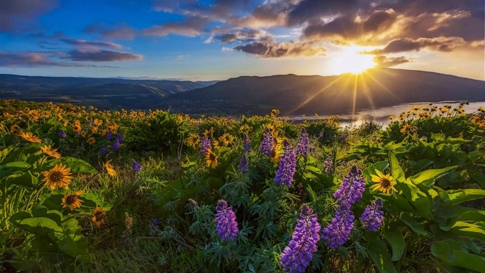 Wildflowers on a hillside at sunset