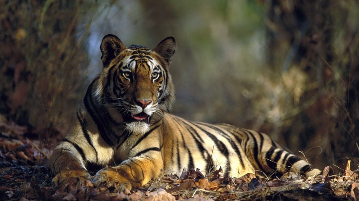 Tiger lying on the forest floor