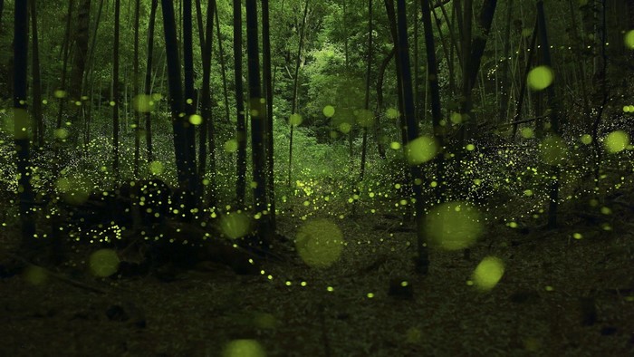 Fireflies in a dark forest at night