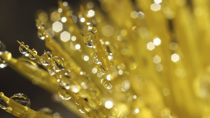 Macro photography of water drops on yellow plant with bokeh