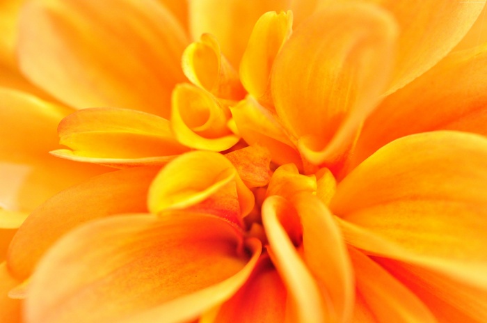 Orange flower macro 4K