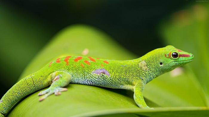 Green Gecko with Red Spots on Leaf