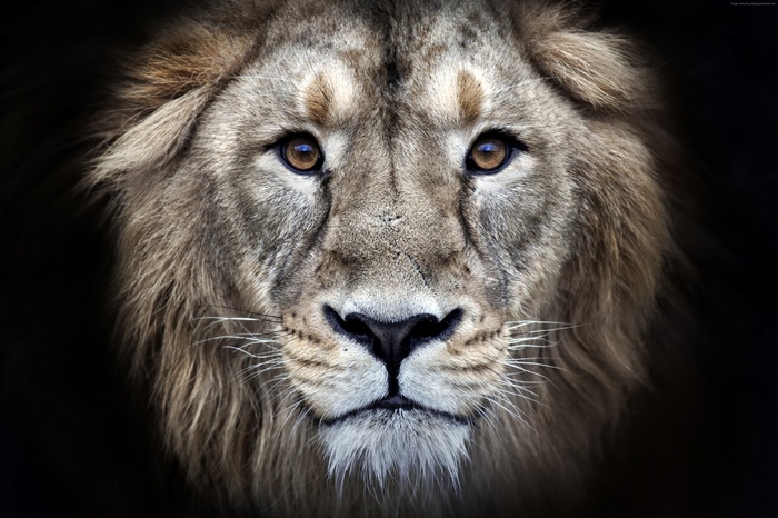 Close-up of a lion's face in 4K
