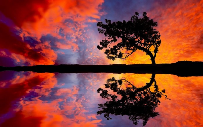 Silhouette of a tree reflecting in water at sunset