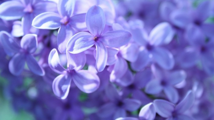 Close-up of purple lilac flowers in bloom