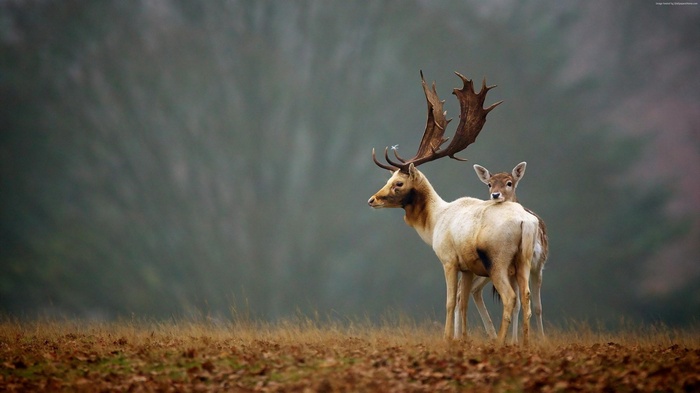 autumn, 4K, cute animals, deer