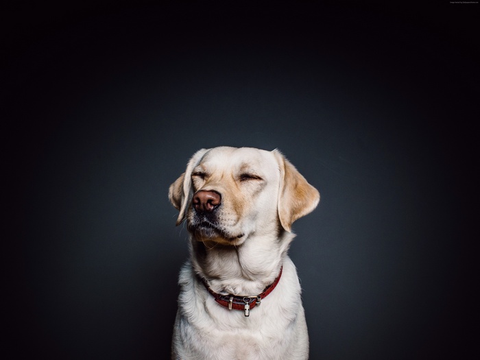 Labrador dog with eyes closed