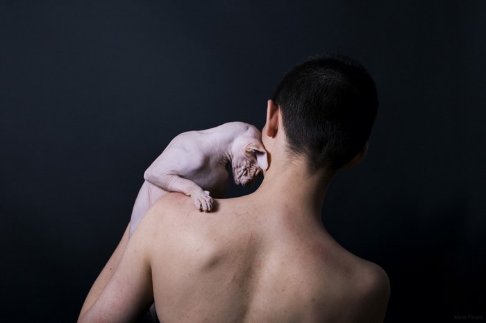 Sphynx cat on a man's shoulder