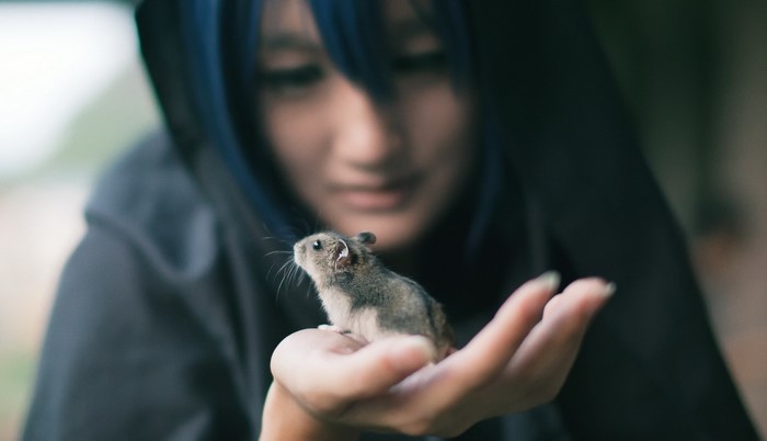 Person holding a small hamster