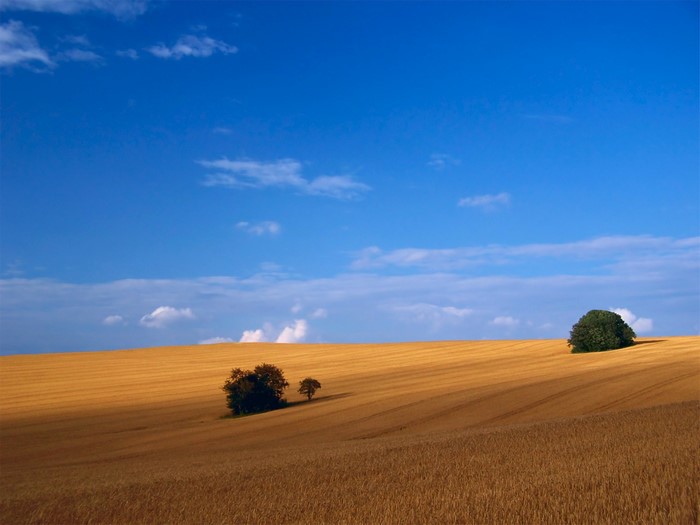 Golden field under a blue sky with scattered clouds and trees