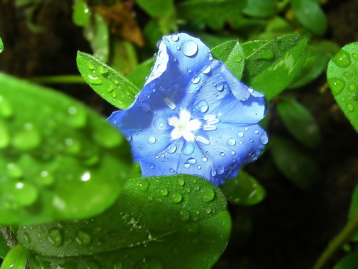 Blue flower with water drops on petals and leaves