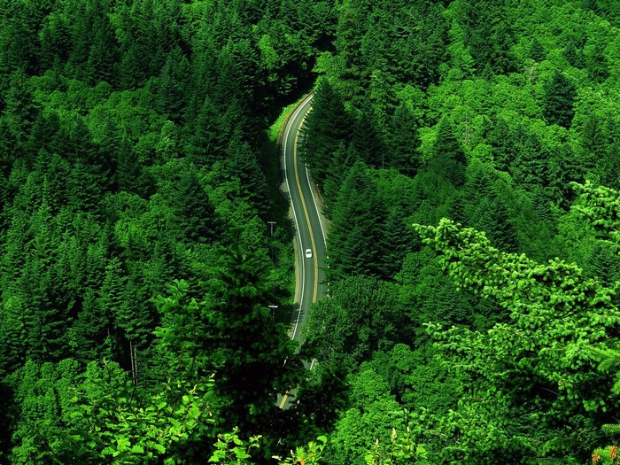 Road winding through a dense green forest