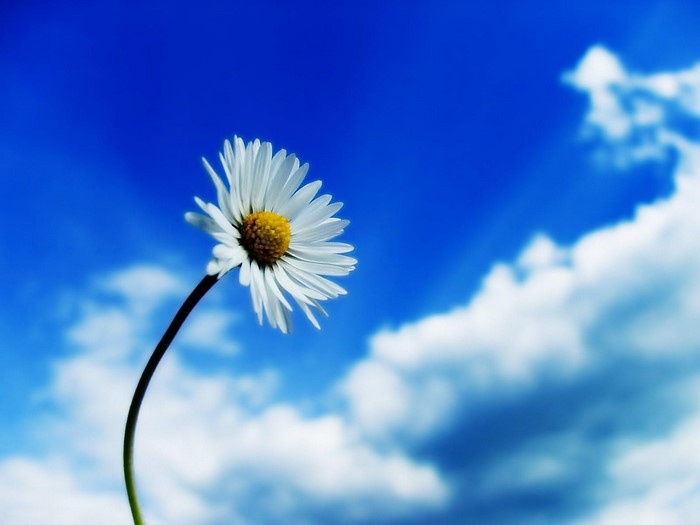 Daisy flower against a bright blue sky with clouds