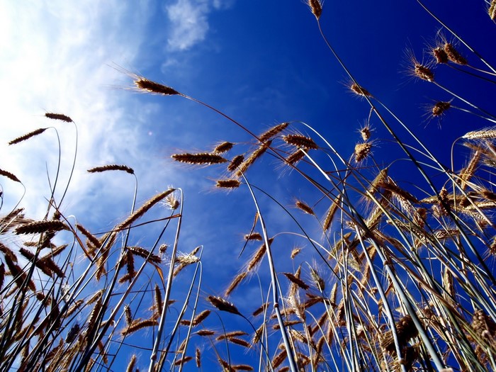 Wheat stalks against a bright blue sky