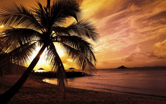 Palm tree silhouette on a tropical beach at sunset