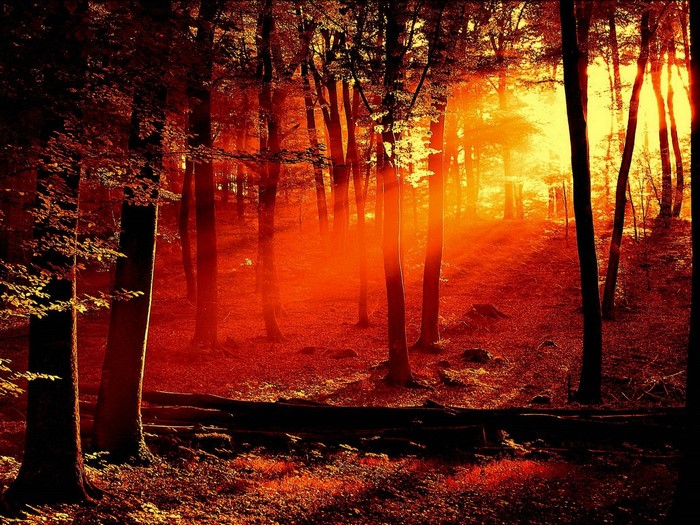 Sunlight filtering through trees in a forest