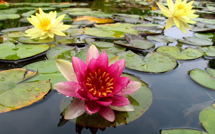 Vibrant Water Lilies Floating on a Tranquil Pond