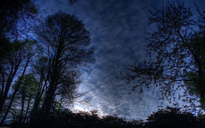 Silhouette of trees against a cloudy night sky