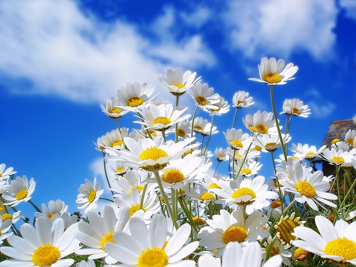 Bright Sunlit Field of White Daisies Under Blue Sky