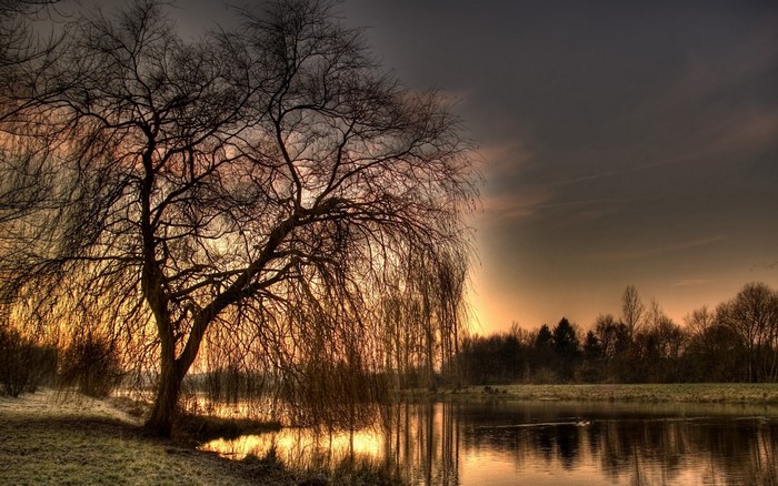 Bare willow tree by a lake at sunset