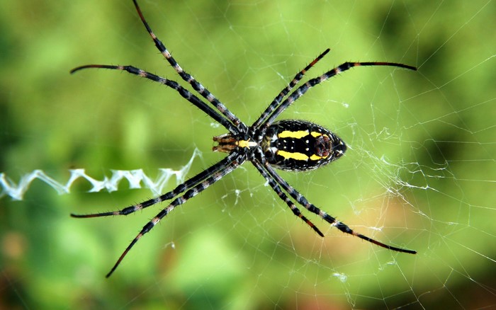 Yellow Garden Spider on its Web