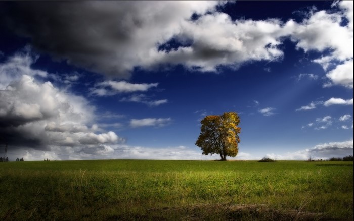 Lone tree in a grassy field under a dramatic sky