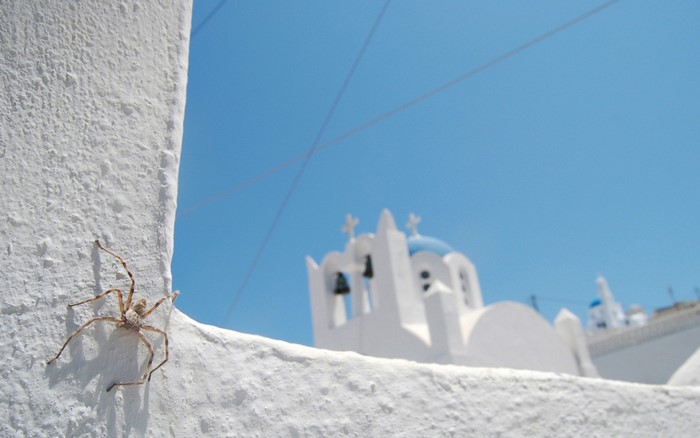 Spider on a white wall with Greek church in background
