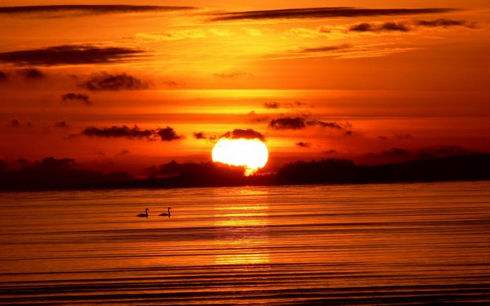 Sunset over the sea with two swans