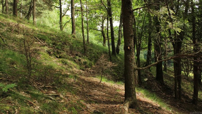 Forest path on a sunny day
