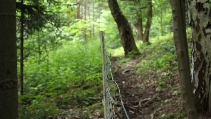 Barbed wire fence along a forest path