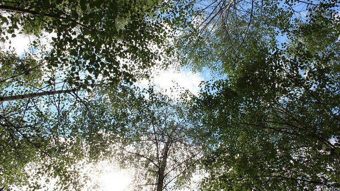Looking up through green trees at the sky