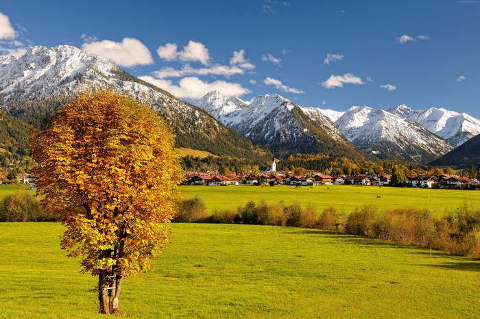 Autumn tree in front of snow-capped mountains and village in Allgaeu, Germany
