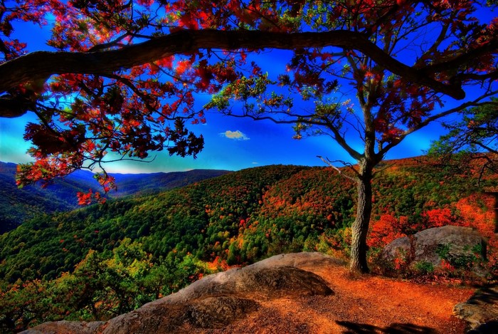 Autumn forest landscape with colorful trees and mountains