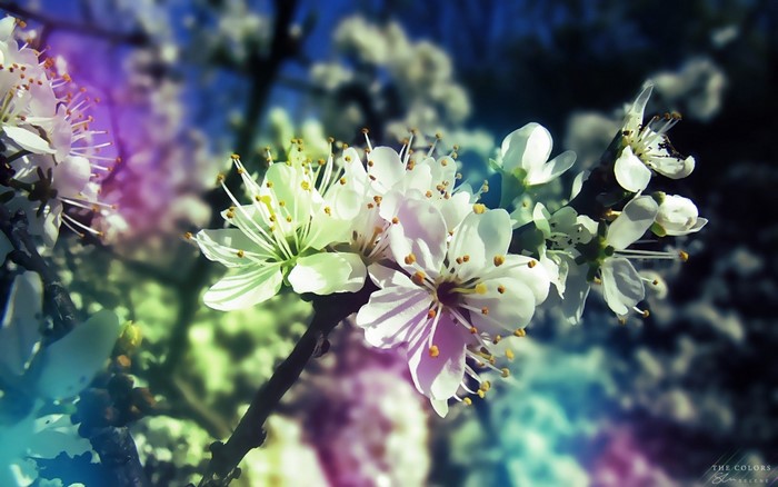 Close up of white cherry blossoms on a branch