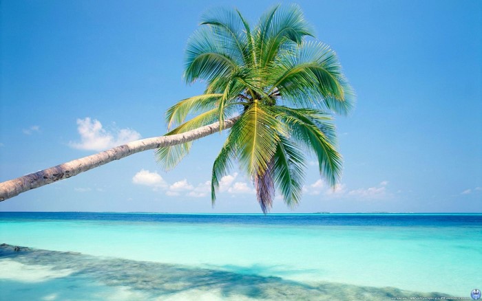 Palm tree leaning over a turquoise ocean under a blue sky