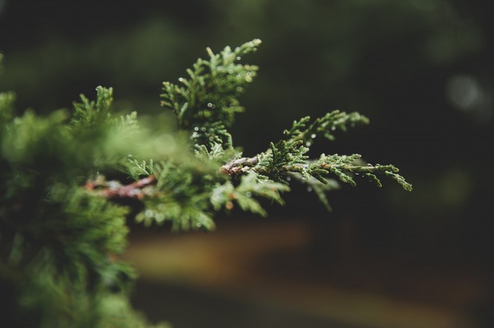 Close up of a wet evergreen branch
