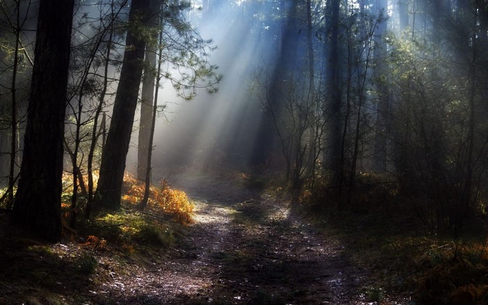 Sunlight filtering through trees in a misty forest